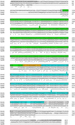 Enzyme Characterization of Pro-virulent SntA, a Cell Wall-Anchored Protein of Streptococcus suis, With Phosphodiesterase Activity on cyclic-di-AMP at a Level Suited to Limit the Innate Immune System